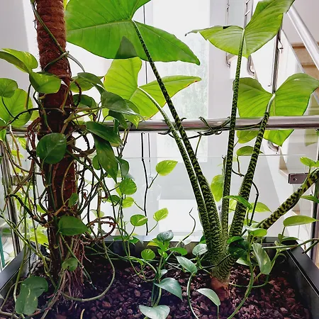 Costa Atlantica Отель 2*